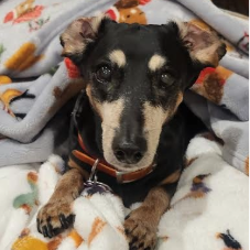 Fundraising Page: Barbi Barefield